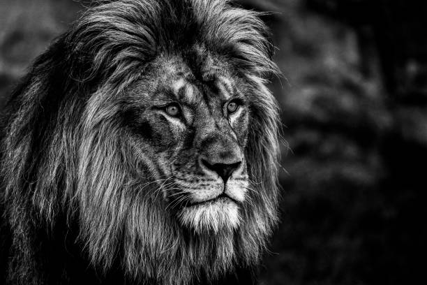 portrait of a lion in black and white - lion africa safari south africa imagens e fotografias de stock