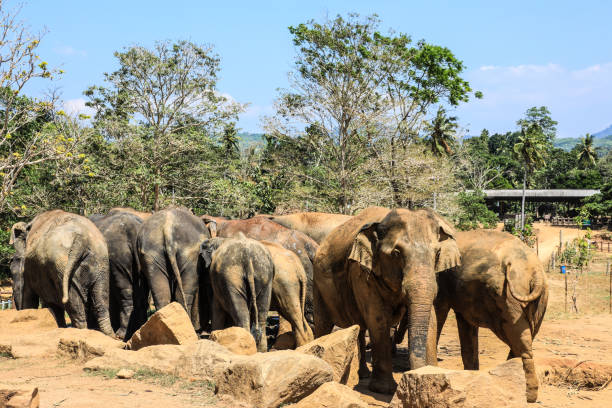 istock SIr lanka Pinnawela Elephant Orphanage 1194804736