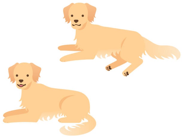 illustration von zwei hunden (liegen und entspannen) - golden retriever retriever white background isolated stock-grafiken, -clipart, -cartoons und -symbole