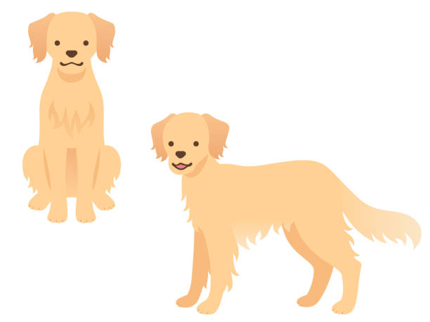 abbildung von zwei hunden (vorne sitzend, stehend) - golden retriever retriever white background isolated stock-grafiken, -clipart, -cartoons und -symbole