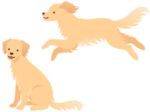 abbildung von zwei hunden (laufen und sitzen) - golden retriever retriever white background isolated stock-grafiken, -clipart, -cartoons und -symbole