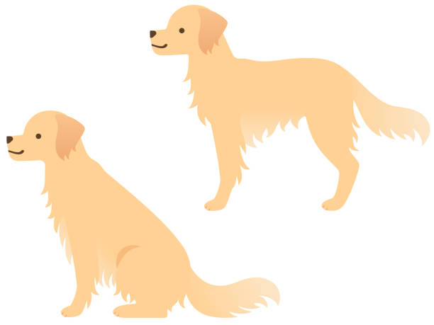 abbildung von zwei hunden (sitzend und seitlich stehend) - golden retriever retriever white background isolated stock-grafiken, -clipart, -cartoons und -symbole