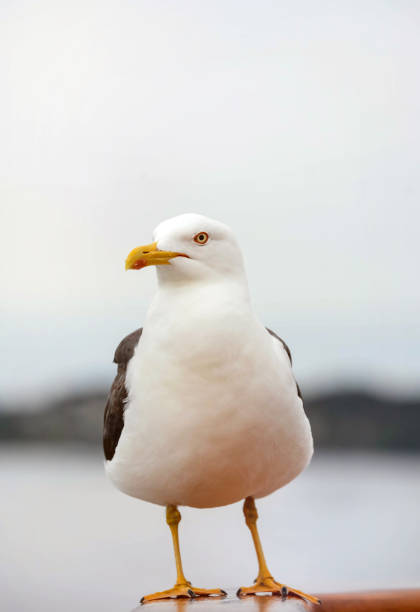 istock pretty seagull in close up 1194811571