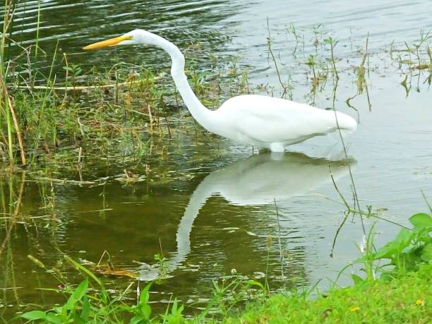 istock Great Egret (Ardea alba) in the Florida wetlands 1194811648