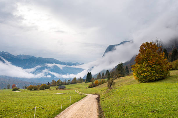 istock Beautiful autumn tree besides the road in misty mountains 1194811737
