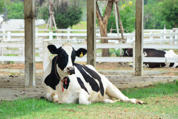istock Dairy cow is laying down in the farm 1194811899