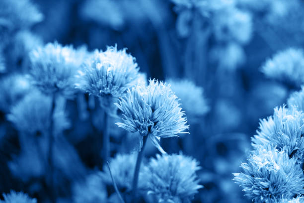 istock Classic blue 2020. Gradient color palette. Onion in flowering close-up. 1194812004