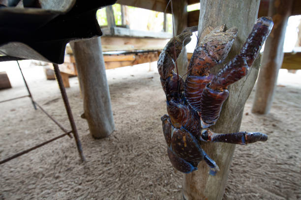 Climb a tree with coconut club wildlife coconut club coconut crab stock pictures, royalty-free photos & images