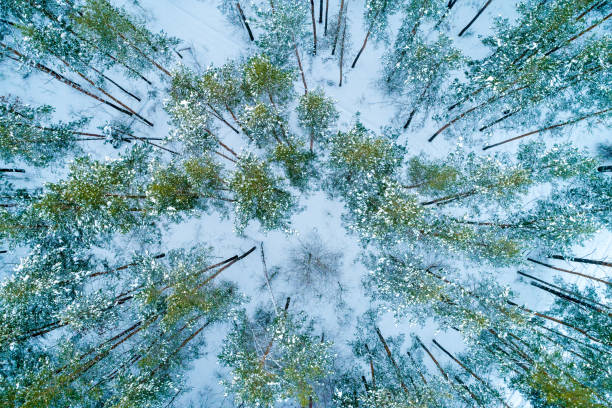 istock Pine snowy forest in winter. Trees covered with snow. Aerial view 1194812716