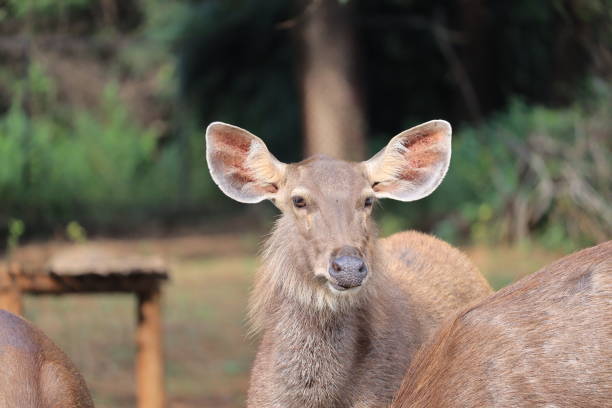 istock Portrait Of Lonely Deer(stag) 1194814033