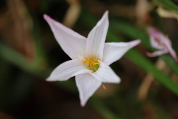 istock Lily Flowers border design.Spring Flowers 1194814159