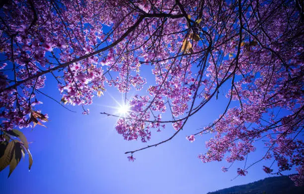 Photo of Beautiful cherry blossoms in pink are blooming to welcome the Lunar New Year.