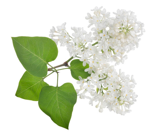 istock isolated pure white lilac with four green leaves 1194815011