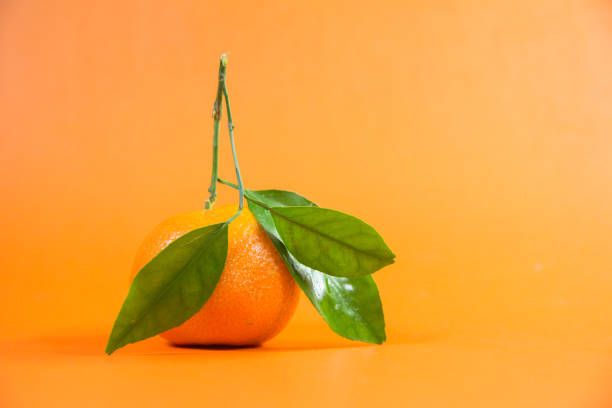 istock solo orange with fresh feeling leafs on orange backgrond for graphic designs orange webiste business 1194815774