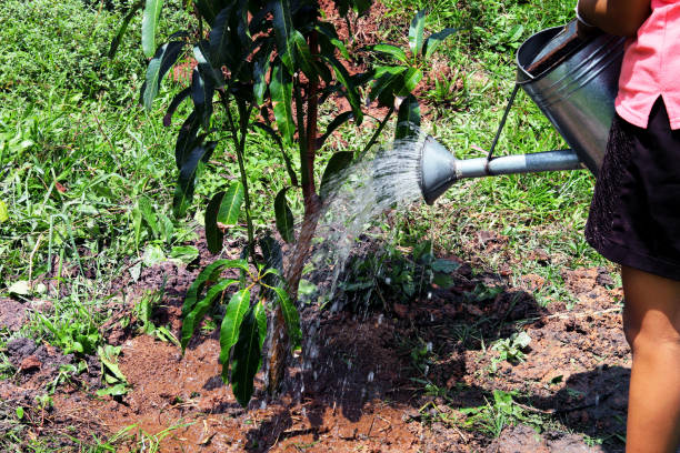 istock Young girl is planting a mango tree with defocused blur background - growing fruit tree - agricultural plants cultivation 1194816980