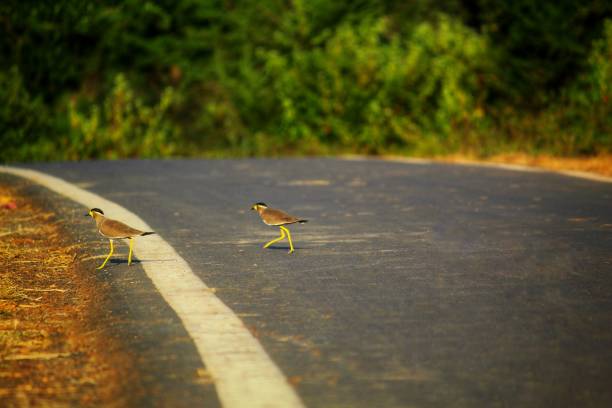 Lapwing wagtail bird searching food on road