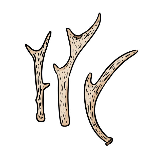 illustrations, cliparts, dessins animés et icônes de ensemble de cornes de cerf. doodle style comique antllers main dessiné image boho. collection de bâtons en bois - stick wood sign twig
