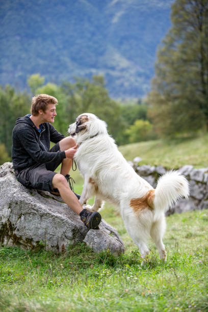 istock Young Man Shepherd and His Sheepdog on Meadow 1194820881