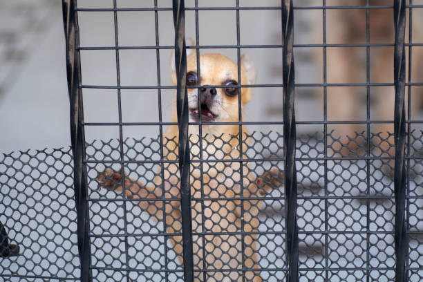 A dog in the fence.