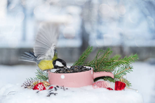 Bird feeder