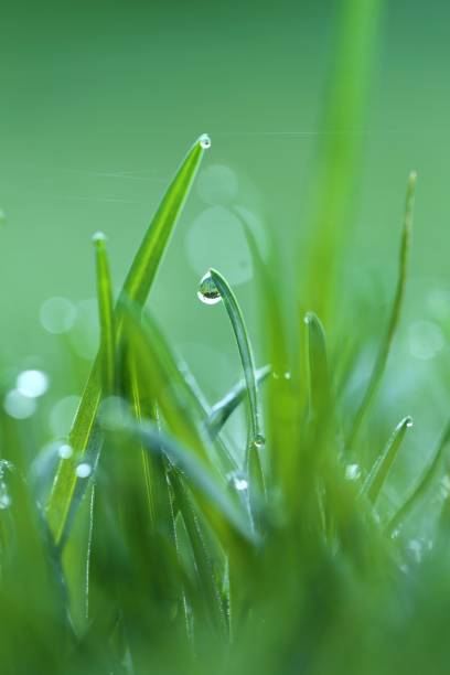 Green juicy grass on a summer meadow in water drops after a summer rain, macro photography.