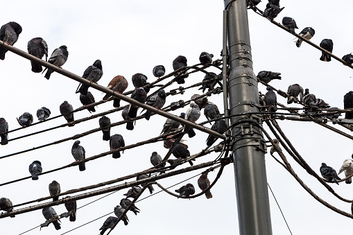 Color image depicting a low angle view of many pigeons sitting in a row on telephone wires outdoors in the city.