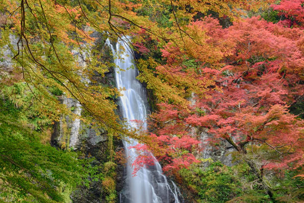 istock Minoo waterfall in Minoo Park, Osaka, Japan 1194826521