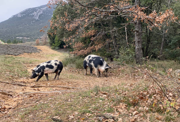 Truffle hunting pigs stock photo