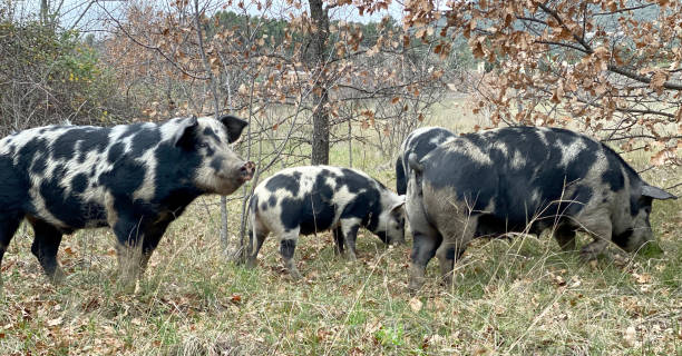 istock Truffle hunting pigs 1194828125
