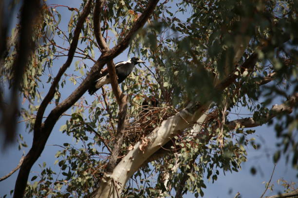 オーストラリアのガムの木、田舎のオーストラリアに建てられた鳥の巣でその若い世話をするネイティブマザーマグパイ - photography young animal bird young bird ストックフォトと画像