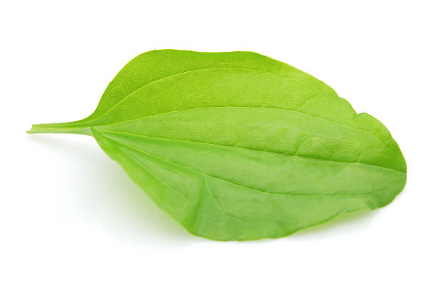 istock Leaves of plantago 119482923