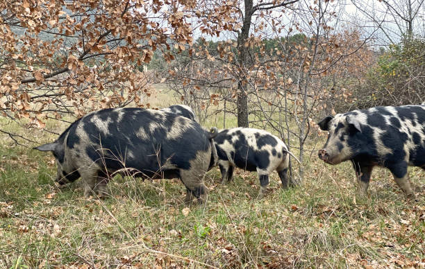 istock Truffle hunting pigs 1194829353