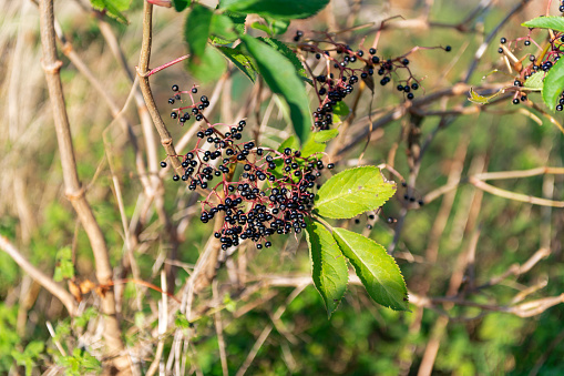 Close up image of a bunch of elderberries, or Sambucus, from the family Adoxaceae that are one of the most commonly used medicinal plants in the world.