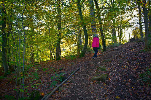 Rear view image of a mature woman hiking uphill alone up a leaf-strewn woodland track in County Durham, England during Autumn.