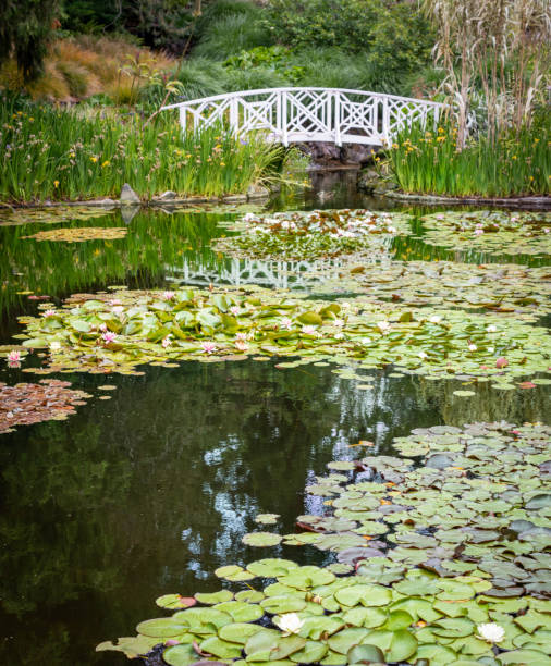 Small white bridge over the pond in a botanical garden with green leaves on top of water. Location is Hobart,  Tasmania, Australia. Picture shows the beauty of nature in non urban area.