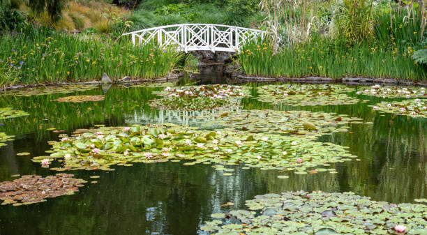 istock White water bridge over a pond with green surrounding 1194831663