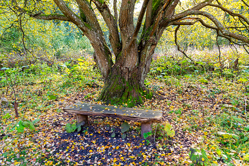 An old wooden bench situated below a large tree on a footpath in woodland in County Durham, England during Autumn.