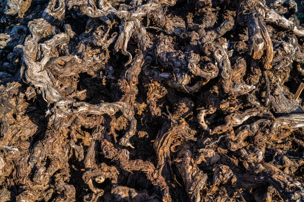 istock vine firewood texture vineyard dried 1194832443