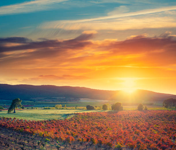 vineyard vines sunset in spain in autumn - river valley landscape rural scene imagens e fotografias de stock