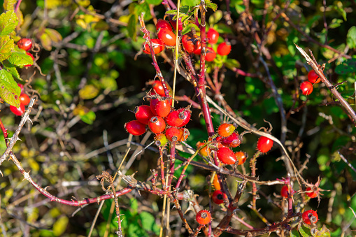 Image of ripe rose hip berries that are the edible fruit of the rose plant and often used for natural homeopathic medicines.