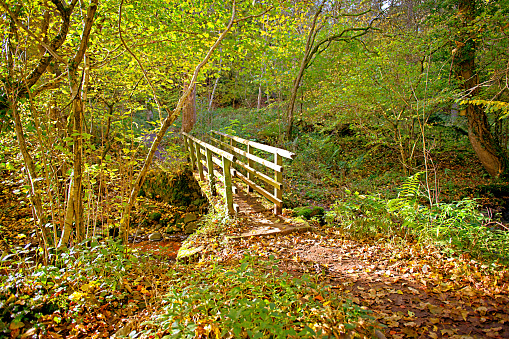View of a wooden bridge crossing a stream on an empty leaf-strewn track through dense woodland in County Durham, England during Autumn.