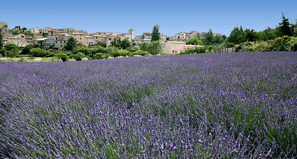 istock lavender fields hilltown provence france 119483273