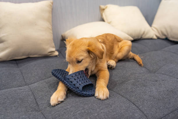 160+ Dog Chewing Slipper Stock Photos, Pictures & Royalty-Free Images - iStock | Bad dog