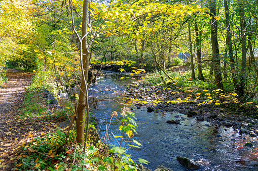 Image of an empty leaf-strewn woodland track adjacent to a stream  in County Durham, England during Autumn.