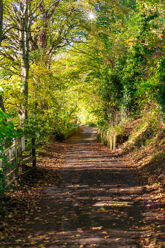 Image of an empty leaf-strewn woodland track  in County Durham, England during Autumn with the sun bursting through foliage at the top of the scene.