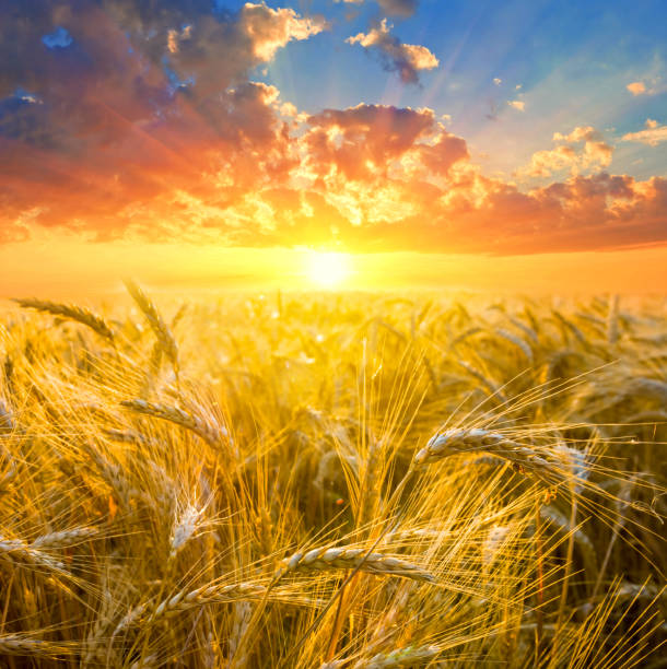 istock closeup summer wheat field at the sunset 1194833044
