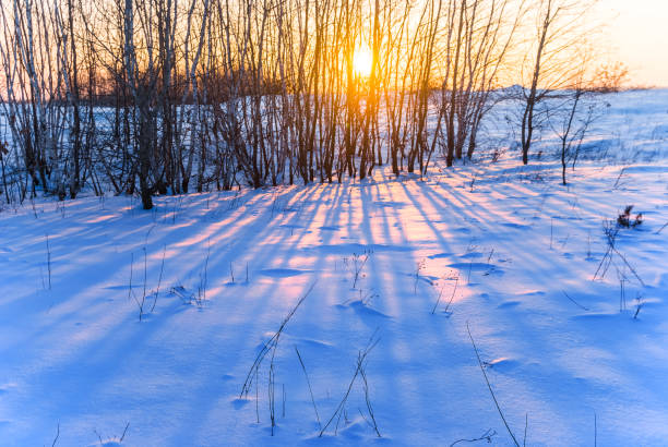 istock winter forest at the sunset scene 1194833589