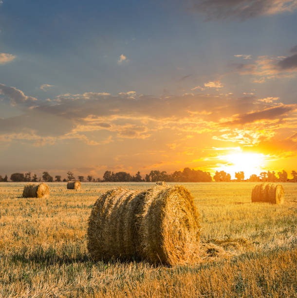 istock summer wheat field after a harvest at the sunset 1194833711