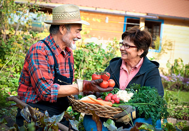 istock Seniors harvesting fresh vegetables from garden 119483410