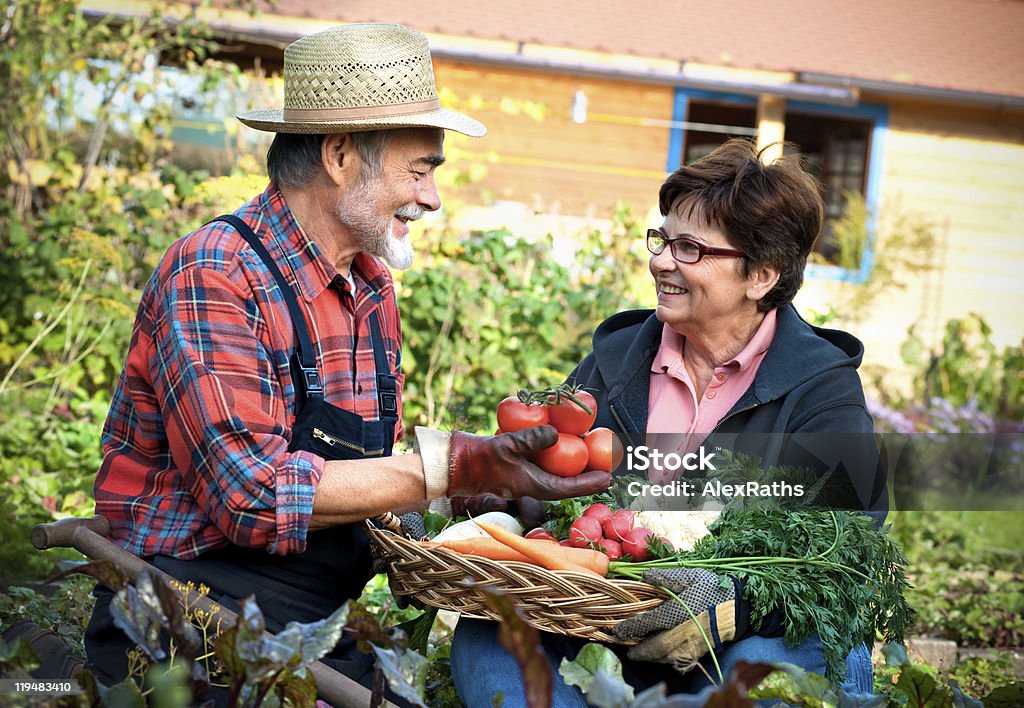 Seniors harvesting fresh vegetables from garden Senior couple with  a basket of harvested vegetables in the garden Basket Stock Photo